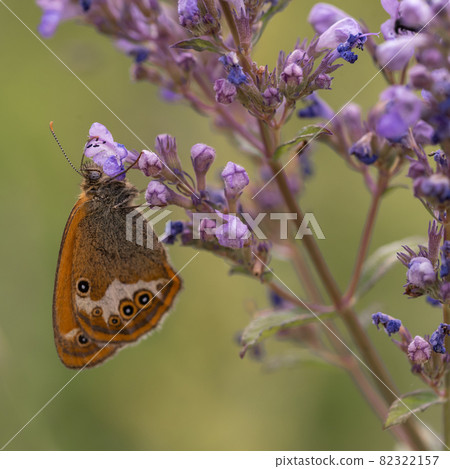 Sennitsy Latin Coenonympha - A genus of butterflies in the satyrin family on a lavender flower Sennitsy Latin Coenonympha - A genus of butterflies in the satyrin family on a lavender flower 82322157