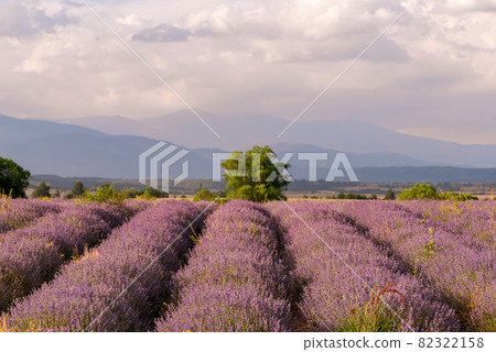 Stunning landscape with a lavender field in the foothills. 82322158