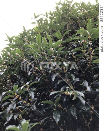 Kinmokusei * ・ ・ ・顯眼的橙色橄欖・ ・ ・ * 82322554