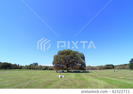 A big tree in the field, a symbol of Oki Square A big tree in the field, a symbol of Oki Square 82322711