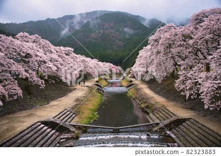 Uguigawa（鮎川千本櫻）2021年春季 82323883