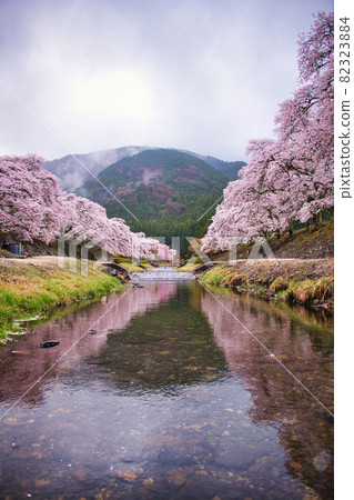 Uguigawa（鮎川千本櫻）2021年春季 82323884