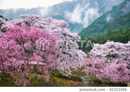 Uguigawa (Senbon Sakura of Ayukawa) Spring 2021 Uguigawa (Senbon Sakura of Ayukawa) Spring 2021 82323886