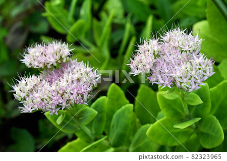 Oliben sauce (Large Bankei Grass) 82323965
