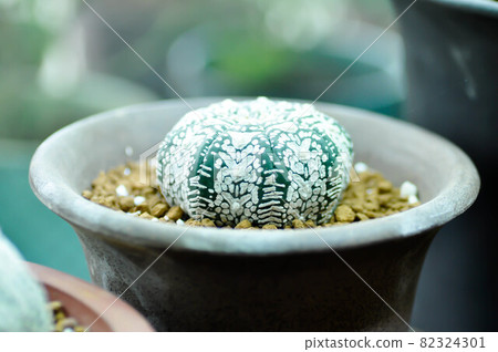 astrophy, astrophy kabuta or astrophy asterias miracle kabuta or cactus 82324301