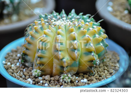 Gymnocalycium ,Gymnocalycium mihanovichii or cactus Gymnocalycium ,Gymnocalycium mihanovichii or cactus 82324303