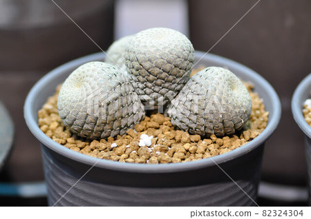 cactus, succulents plant 82324304