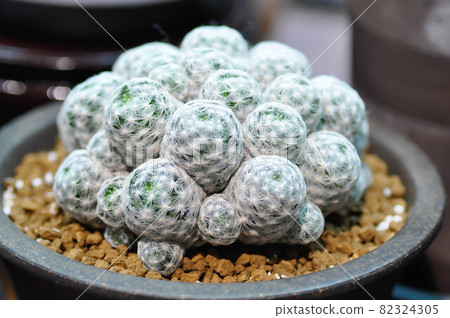 mammillaria ,mammillaria plumosa or cactus plant mammillaria ,mammillaria plumosa or cactus plant 82324305