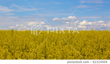 Concept image. Yellow field rapeseed in bloom with blue sky and white clouds. Peaceful nature. Beautiful background. 82324404