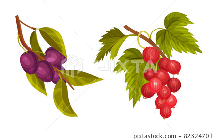 Plum and gooseberry tree branches set. Twigs with green leaves and ripe juicy fruits and beriies vector illustration 82324701