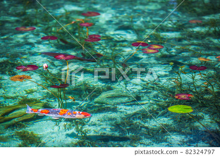 Monet's Pond, Seki City, Gifu Prefecture Monet's Pond, Seki City, Gifu Prefecture 82324797