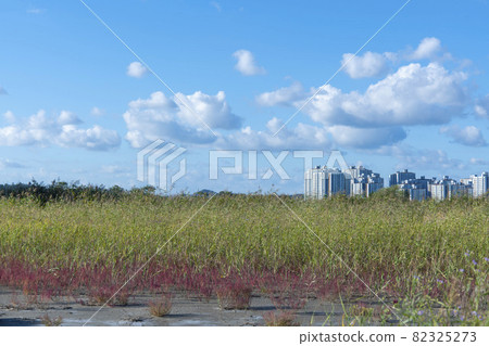 Sora Wetland Ecological Park, Namdong-gu, Incheon 82325273