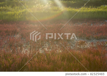 仁川南洞區索拉濕地生態公園 82325483