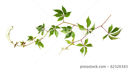 Parthenocissus twig (wild grape) with green leaves isolated 82326383