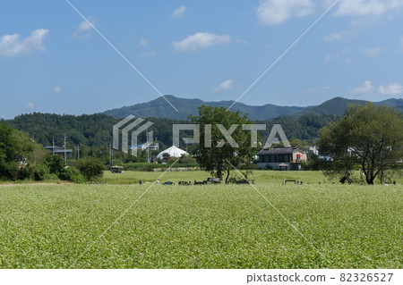 平原郡，平昌郡，蕎麥，蕎麥 82326527