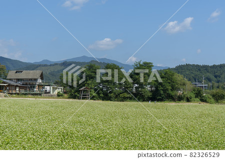 平原郡，平昌郡，蕎麥，蕎麥 82326529