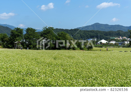 平原郡,平昌郡,蕎麥,蕎麥 平原郡,平昌郡,蕎麥,蕎麥 82326536