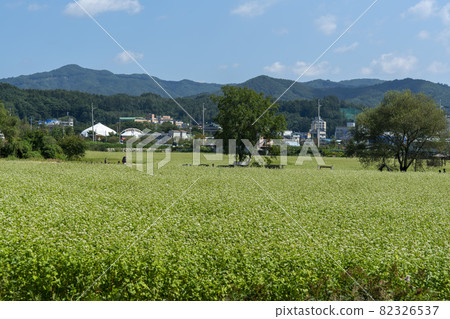 平原郡,平昌郡,蕎麥,蕎麥 平原郡,平昌郡,蕎麥,蕎麥 82326537