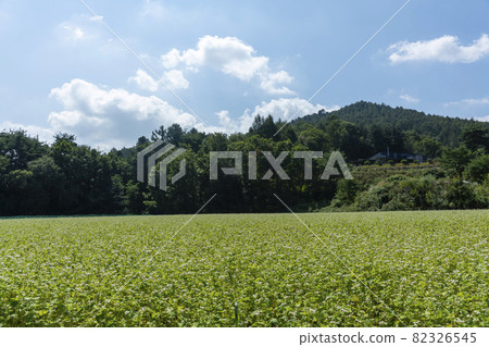 平原郡,平昌郡,蕎麥,蕎麥 平原郡,平昌郡,蕎麥,蕎麥 82326545