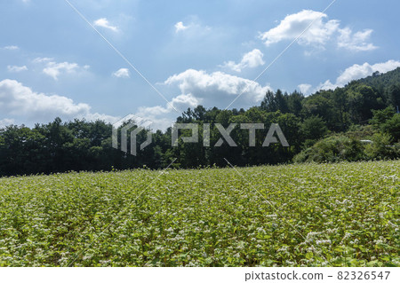平原郡,平昌郡,蕎麥,蕎麥 平原郡,平昌郡,蕎麥,蕎麥 82326547