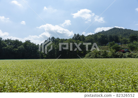 平原郡,平昌郡,蕎麥,蕎麥 平原郡,平昌郡,蕎麥,蕎麥 82326552