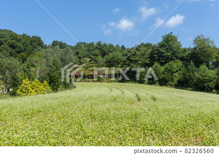 平原郡,平昌郡,蕎麥,蕎麥 平原郡,平昌郡,蕎麥,蕎麥 82326560