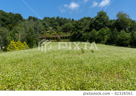 平原郡,平昌郡,蕎麥,蕎麥 平原郡,平昌郡,蕎麥,蕎麥 82326561