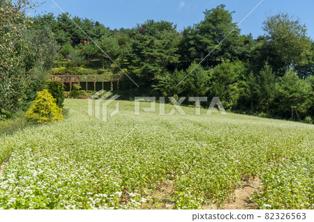 平原郡,平昌郡,蕎麥,蕎麥 平原郡,平昌郡,蕎麥,蕎麥 82326563