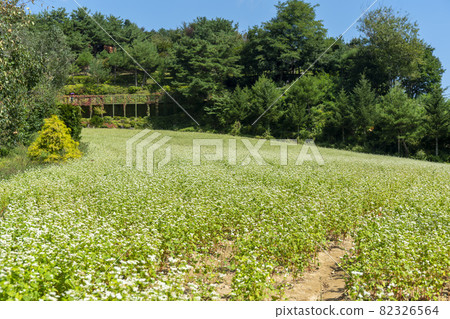 平原郡,平昌郡,蕎麥,蕎麥 平原郡,平昌郡,蕎麥,蕎麥 82326564