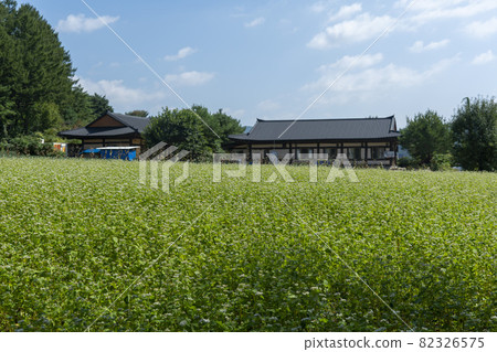 平原郡，平昌郡，蕎麥，蕎麥 82326575