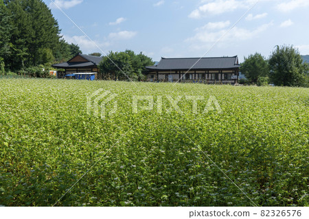 平原郡，平昌郡，蕎麥，蕎麥 82326576