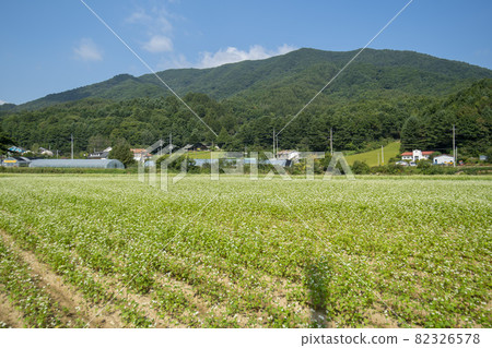 平原郡,平昌郡,蕎麥,蕎麥 平原郡,平昌郡,蕎麥,蕎麥 82326578