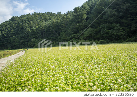 平原郡,平昌郡,蕎麥,蕎麥 平原郡,平昌郡,蕎麥,蕎麥 82326580