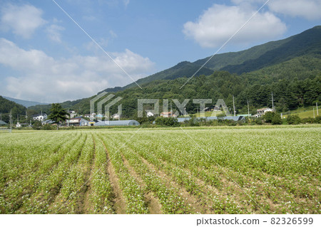 平原郡，平昌郡，蕎麥，蕎麥 82326599