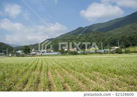 平原郡，平昌郡，蕎麥，蕎麥 82326600