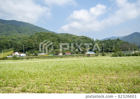 Buckwheat, Bongpyeong, Pyeongchang-gun, Gangwon-do Buckwheat, Bongpyeong, Pyeongchang-gun, Gangwon-do 82326601