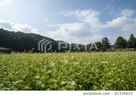 平原郡,平昌郡,蕎麥,蕎麥 平原郡,平昌郡,蕎麥,蕎麥 82326625