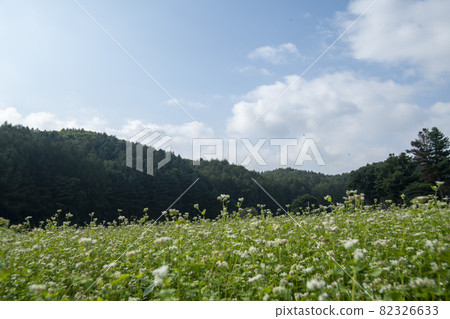 平原郡，平昌郡，蕎麥，蕎麥 82326633