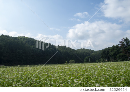 平原郡,平昌郡,蕎麥,蕎麥 平原郡,平昌郡,蕎麥,蕎麥 82326634