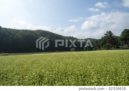 Buckwheat, Bongpyeong, Pyeongchang-gun, Gangwon-do Buckwheat, Bongpyeong, Pyeongchang-gun, Gangwon-do 82326638