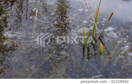 Green sprouts frozen in ice on a lake in autumn. Air bubbles in ice on the river. The concept of cooling winter, Green sprouts frozen in ice on a lake in autumn. Air bubbles in ice on the river. The concept of cooling winter, 82326692