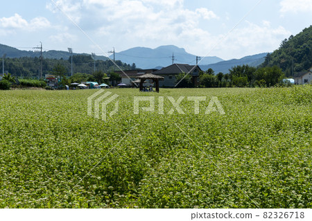 平原郡,平昌郡,蕎麥,蕎麥 平原郡,平昌郡,蕎麥,蕎麥 82326718