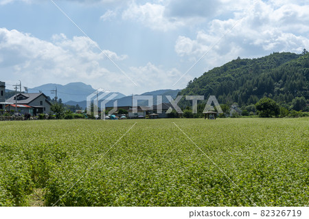 平原郡，平昌郡，蕎麥，蕎麥 82326719