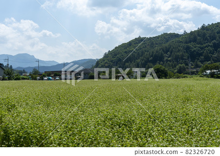平原郡,平昌郡,蕎麥,蕎麥 平原郡,平昌郡,蕎麥,蕎麥 82326720