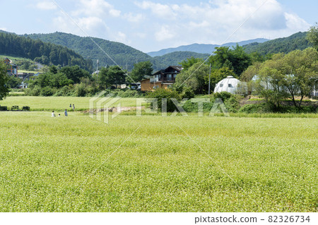 Buckwheat, Bongpyeong, Pyeongchang-gun, Gangwon-do Buckwheat, Bongpyeong, Pyeongchang-gun, Gangwon-do 82326734