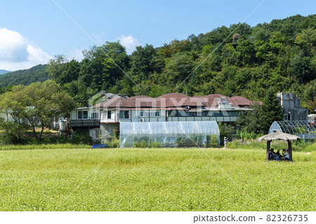 Buckwheat, Bongpyeong, Pyeongchang-gun, Gangwon-do Buckwheat, Bongpyeong, Pyeongchang-gun, Gangwon-do 82326735