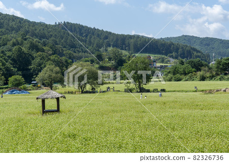 平原郡，平昌郡，蕎麥，蕎麥 82326736