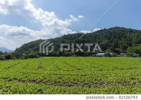 平原郡,平昌郡,蕎麥,蕎麥 平原郡,平昌郡,蕎麥,蕎麥 82326743