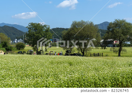 平原郡,平昌郡,蕎麥,蕎麥 平原郡,平昌郡,蕎麥,蕎麥 82326745