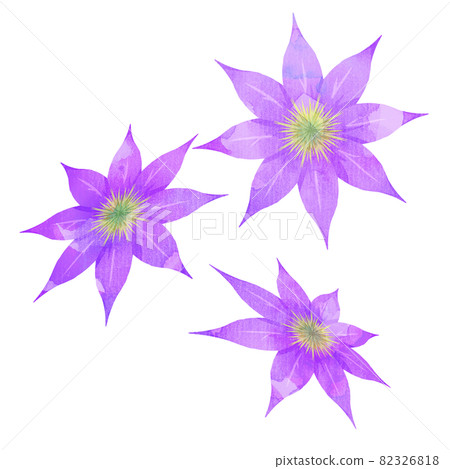 Clematis 8-valve purple watercolor style 3 sets 82326818